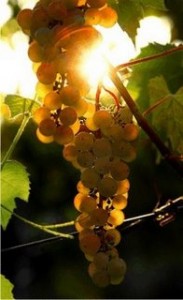 grapes grapes