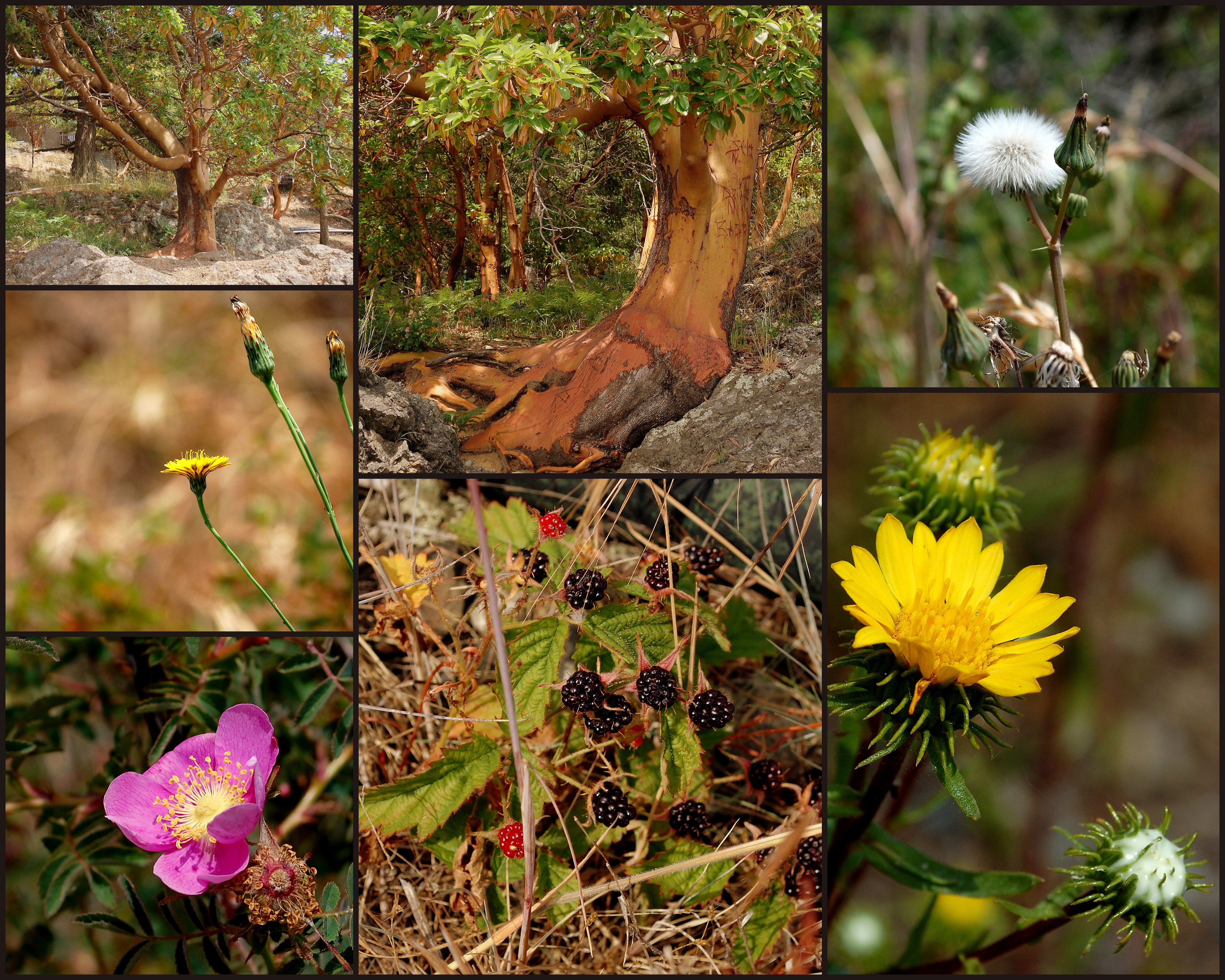 Glimpses of Beauty