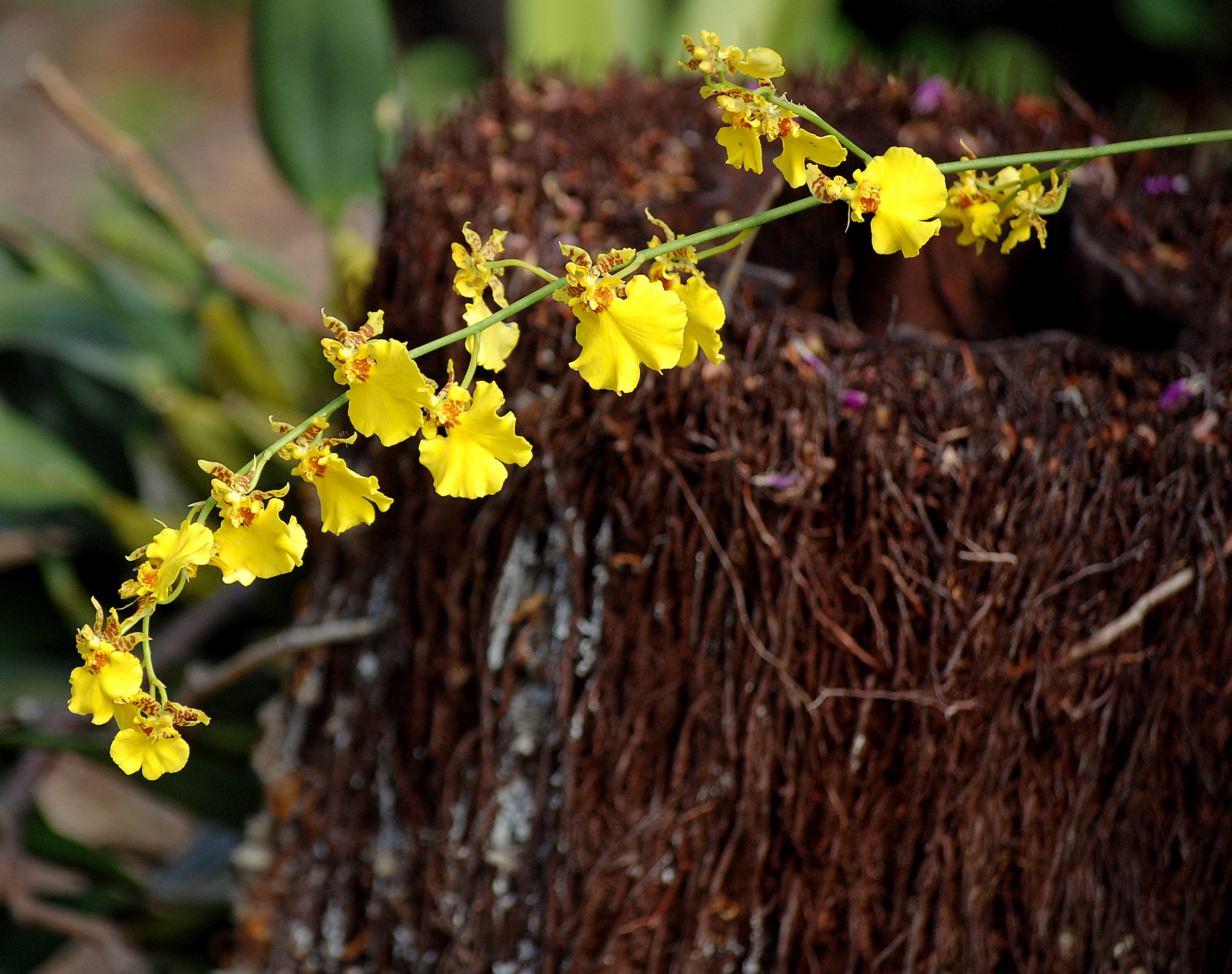 Orchids