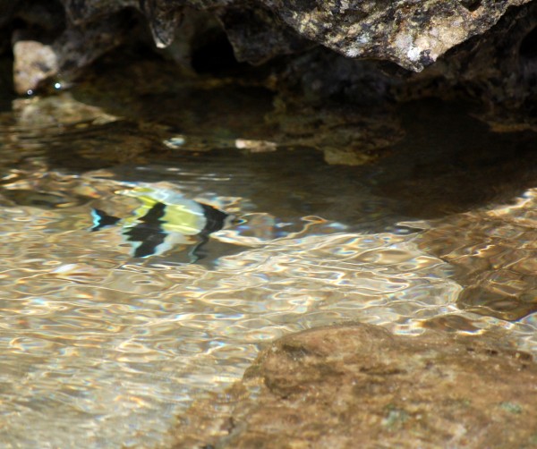 Angel Fish Angel Fish