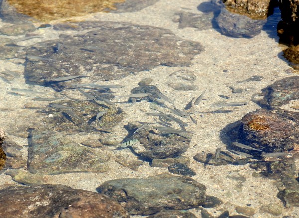 unknown silvery fish in Shark's Cove inner tidepool. unknown silvery fish