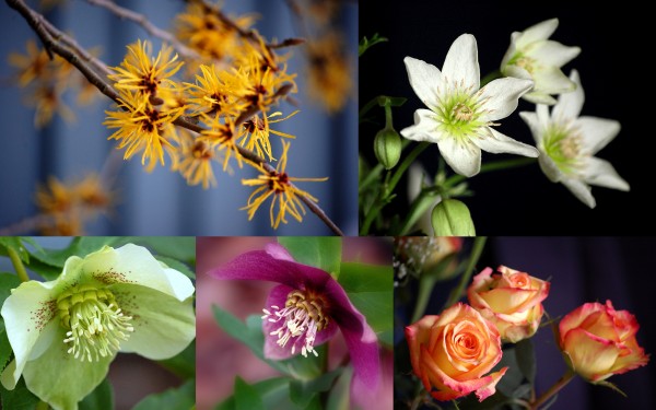 flower collage