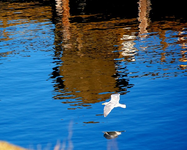 reflectseagull2
