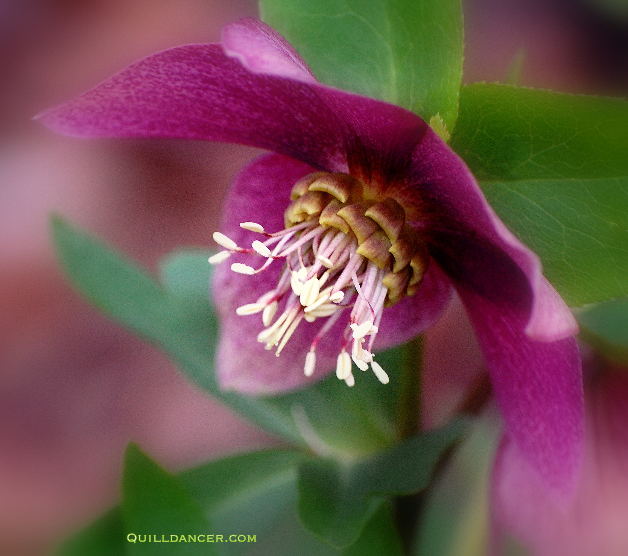 Sensational Haiku Wednesday: Chrysalis