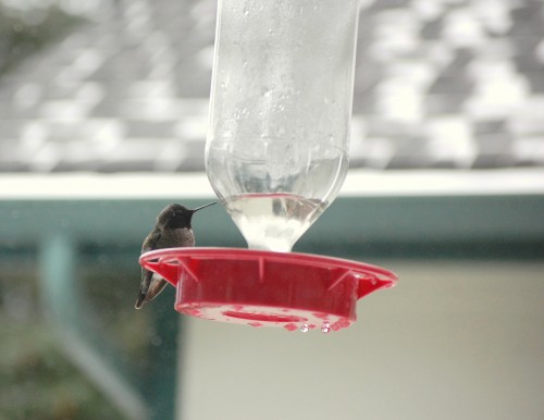 h bird