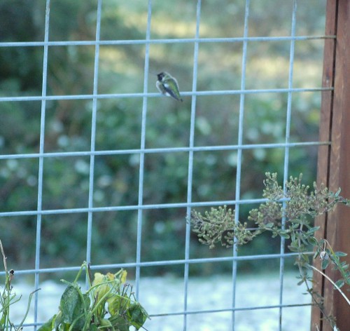 h bird fence