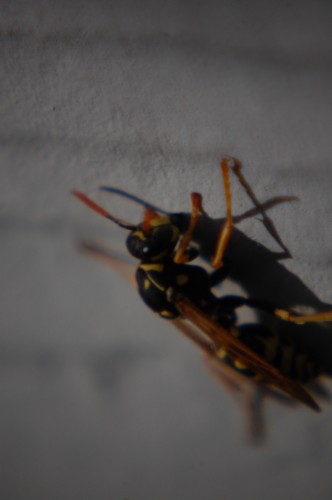 wasp wasp