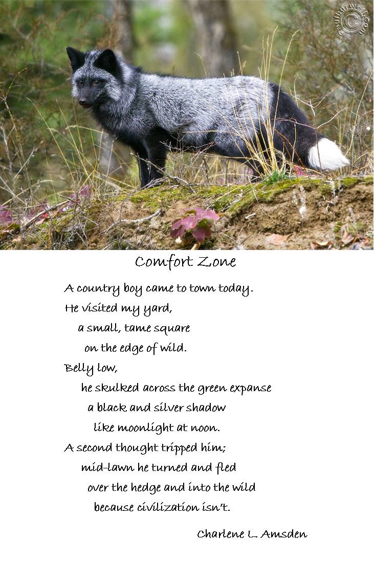 Comfort Zone ~ NPM Day #2
