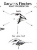 Fish fry