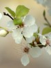 B is for Blossom